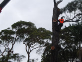 best tree service sydney